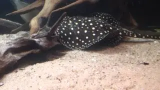 Satanoperca leucosticta with stingrays