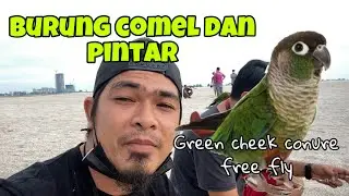 GREEN CHEEK CONURE free fly / awas racun parrot