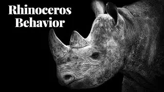 Rhinoceros Behavior: Insights into their Social Structure and Survival Strategies