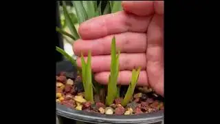 土壤改良松土剂