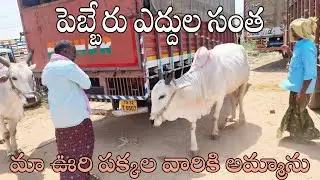 pebbair bull market-pebbair cattle market-pebbair oxen market-pebbair oxen price-pebbair bull prices