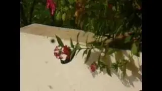 l'oiseau bleu du Cameroun ?