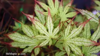 Acer palmatum 'First Ghost' | Reticulated Japanese Maples | MrMaple Clips