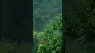 Rainforest Ambience 🌧️ Birds & Iberian Wolf Howls &ndash; Relaxing Nature Sounds