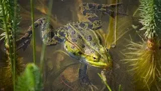 Cool Jobs: Amphibian Biologist, Tyrone Haye