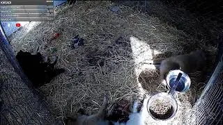 Pomsky Puppies! [Live Feed] !feed !info !names !outside !socials !discord
