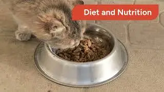 &ldquo;Caring for Senior Cats: Smart Tips 🐱 #SeniorCat #AgingPet&rdquo;