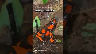Where do poison frogs get their toxicity? Choc&oacute;, Colombia