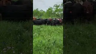 Farm to table beef.  We ship nationwide. Mesquitecountrybeef.com