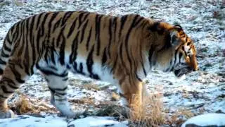Tiger Roar