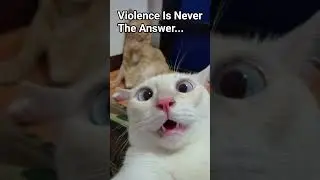 It's the solution #cat #funny #fyp #memes #georgieebom