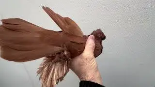 Uzbek Pigen Год 2025  SOLD