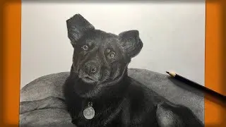 C&oacute;mo dibujar un Perro realista|paso o paso|Рисуем Собаку|dog