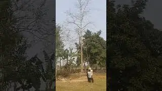 assam tree cutting 🌳#shorts #viral #shortsfeed #trending