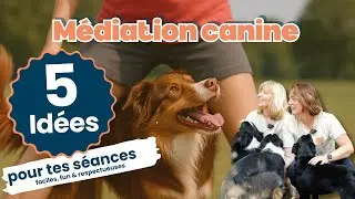 5 id&eacute;es d&rsquo;activit&eacute;s en m&eacute;diation canine (simples, fun & respectueuses)