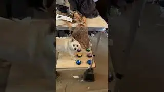 Day 9 of Brigitte using her words - dogs talking using buttons. One of many in a series!