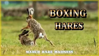 BOXING HARES - March Hare Madness