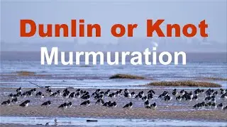Dunlin or Knot Murmuration at Lytham St Annes - Near Blackpool