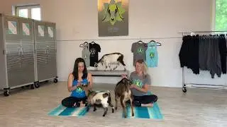 GOAT YOGA - REVERSE THE KERRS FARM - Elgin, IL