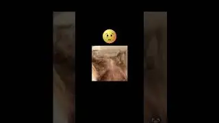 Бедный малыш А #цыганка #цыганскаяроза #цыганскаярозабланшар