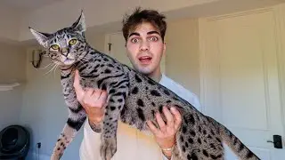 I bought the world's BIGGEST kitten! ($20,000)