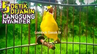 putar 5 detik di jamin kecial kuning mu langsung nyamber ciak jos & gacor