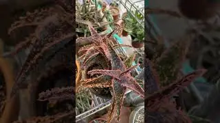 Colorful Aloes, something beautiful to add in your garden!