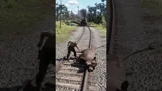 Great Survival Skills v215 | Cow Killed Seconds Before Train Impact! | #shorts #shortsfeed
