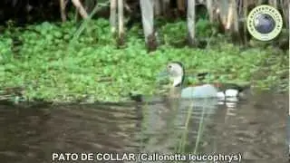 Pato de Collar Callonetta leucophrys