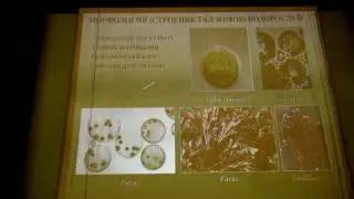 2017-02-04 Жизненные циклы и размножение водорослей, грибов и лишайников - Гололобова М.А. Часть 1