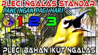Pleci Ngalas 123 Pagi Hari Merangsang Pleci lain Cepat Ngalas dan buka paruh || Pleci si Ronek
