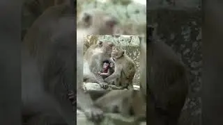 Monkey Story #Shorts