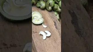 how to cut raw cashew nuts😃#shorts  #cashewnuts #dryfruits #cashewnut #cashewkernels