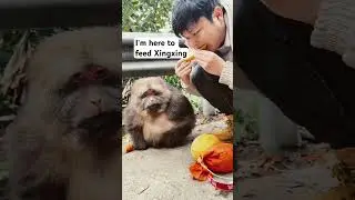 I'm here to feed Xingxing again #monkeys #shorts