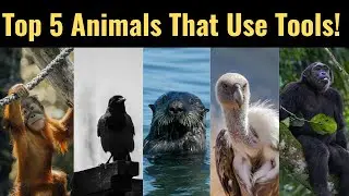 Intelligent Animals That Mastered Using Tools And Problem Solving