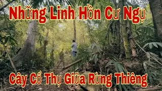 Phim Ma Tập 21/Những Linh Hồn Cư Ngụ Trong Th&acirc;n C&acirc;y Cổ Thụ Giữa Rừng Thi&ecirc;ng