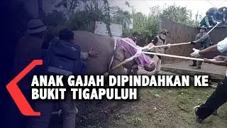 Anak Gajah Dipindahkan ke Bukit Tigapuluh