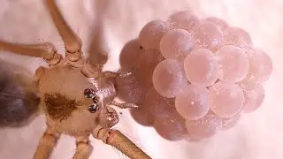 Daddy Long-legs Spider & her GIANT EGG SAC - Extreme Macro Video Compilation