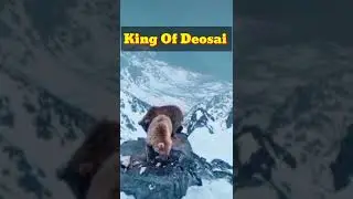 King  of Deosai Brown Bear۔۔۔