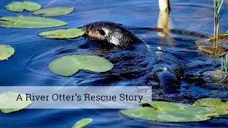 A River Otter's Rescue Story