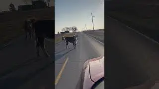 Mooove out the way ! Escape artists! #funny #farming #cow