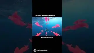 Marlin Fishing - Underwater Footage! #marlin #marlinfishing #marlintrolling #marlintroll #underwater
