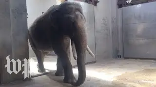 Meet Spike: The National Zoo's new elephant