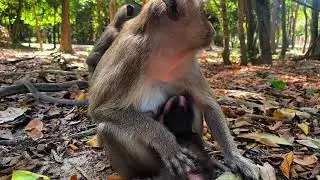 OMG!! Very Lucky Newborn Baby Monkey, Enough Milk For Growing With Adorable Mommy! 