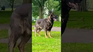 Working line german shepherd dog