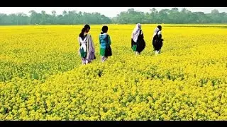 mustard seeds in bangladesh