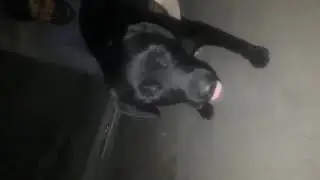 Black Labrador male stud for meeting in Delhi