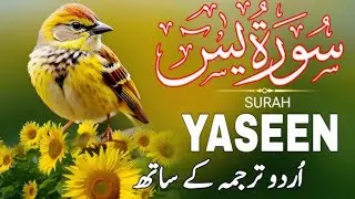 The Power of Surah Yasin: Unlocking Divine Blessings #quran