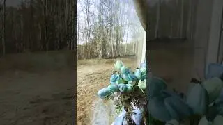 Spring is here in Alaska 🌸🌿💯❤️ #shortvideo #shortsviral #shortsfeed #shorts  #alaska  #spring24
