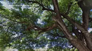Treecovery Hawaii President leads discussion on burn zone tree restoration in Kahului